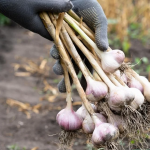 Що не можна садити після часнику: поради для гарного врожаю