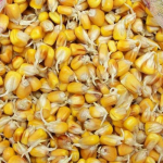 Зійде вдвічі швидше: як і в чому замочувати кукурудзу перед посадкою