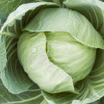 Коли краще сіяти капусту на розсаду у 2026 році, щоб отримати ранній урожай