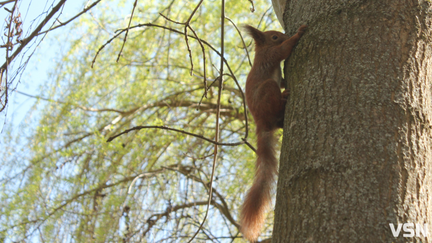 До 14 градусів тепла: якою буде погода протягом робочого тижня на Волині