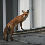 Лисиця у Рівному