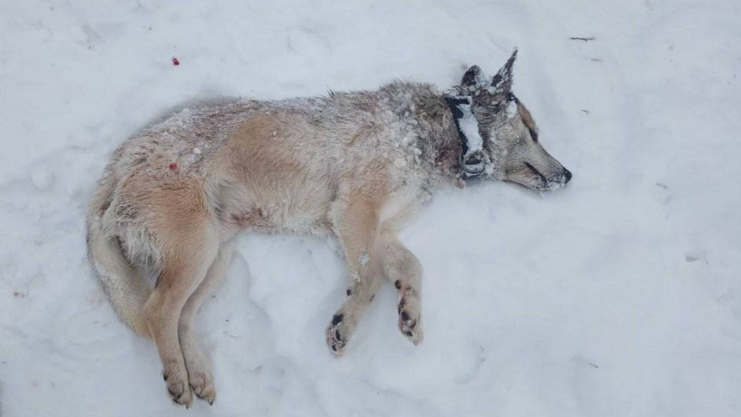 Перегризають шию: у селі на Волині хижаки нападають на домашніх собак