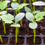 Коли садити огірки у 2026 році: точні терміни, поради та секрети високого врожаю