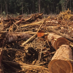 На Волині керівник фірми незаконно вирубав ліс на понад 400 тисяч гривень