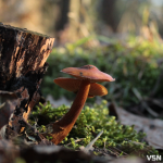 Від снігу до весняного тепла: прогноз погоди на вихідні у Луцьку та області