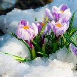 Останній ривок зими: синоптики обіцяють до -24º морозу перед весняним потеплінням