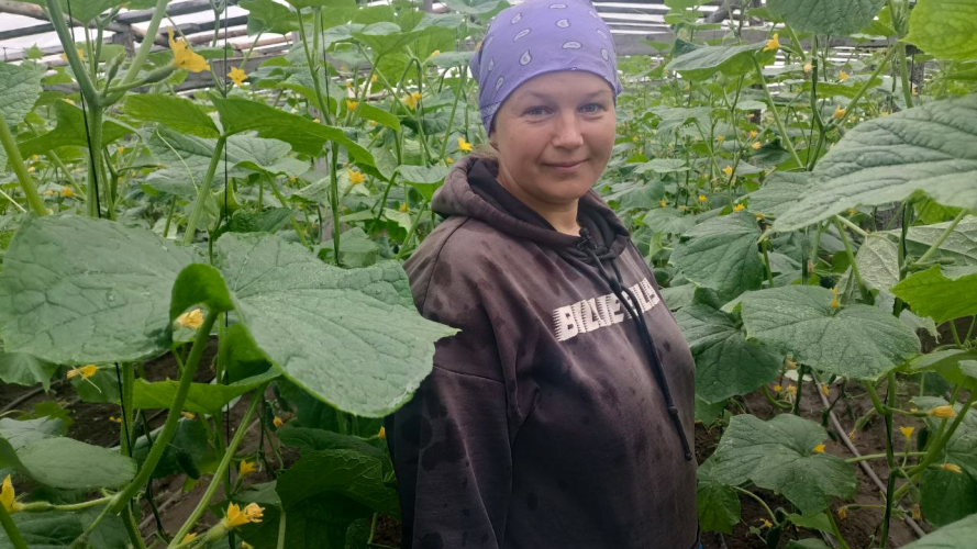 У селі на Волині родина вирощує огірки вже понад два десятиліття