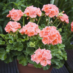 2 таблетки під корінь — і пеларгонія оживе: чим підживити калачики восени