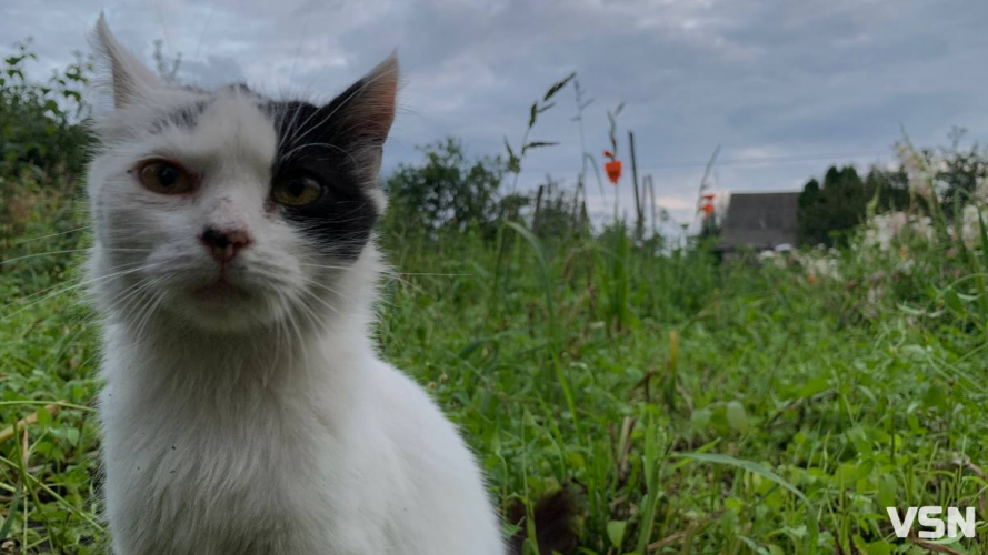 Що і коли садити на Волині: покроковий календар весняних робіт