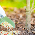 Перше весняне підживлення дерев і ягідних кущів: що дати і скільки