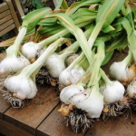 вирощування часнику та цибулі