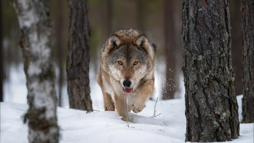 На Волині знову фіксують сліди вовків: місцеві жителі занепокоєні, а громади звертаються до влади