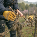 Виноград у листопаді так не можна обрізати: помилки, через які врожай стає меншим вдвічі