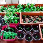 вирощування розсади, чорна ніжка