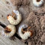 Як позбутися личинок хруща і врятувати врожай: дієві поради для саду та городу