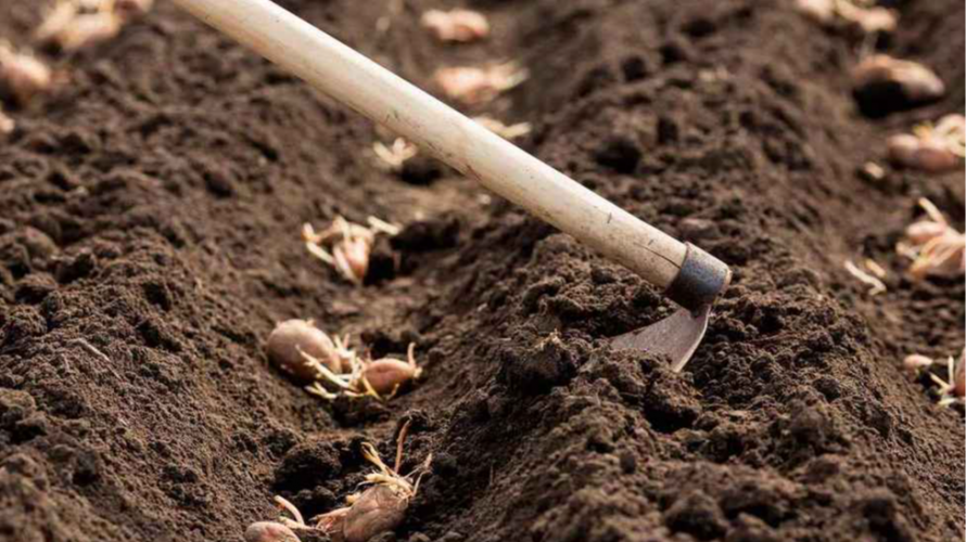 посадка картоплі, висаджування картоплі, добриво для картоплі