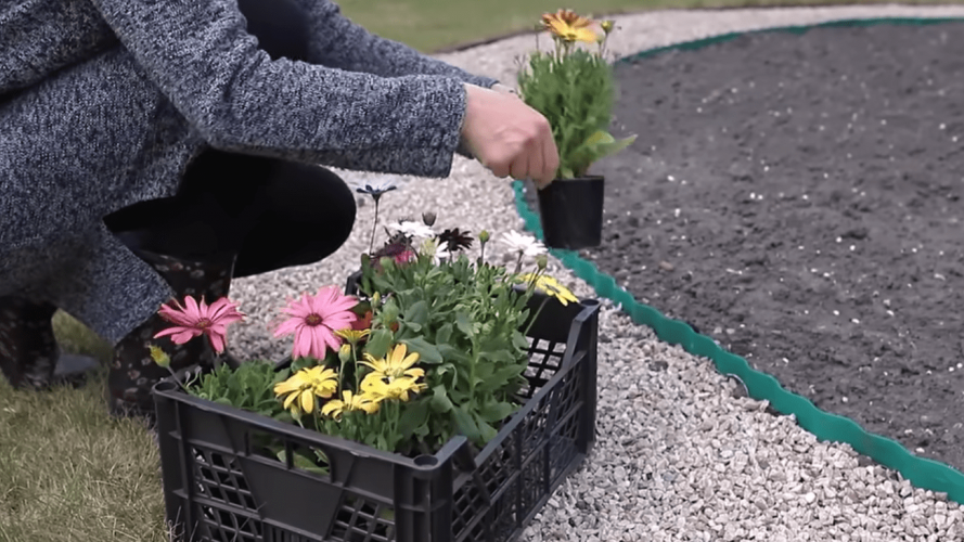 П’ять витривалих багаторічників, що можуть рости до 10 років без пересадки