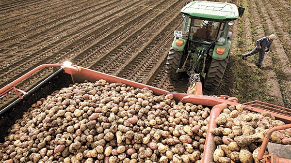 «Горбатитись рік, аби купити літр дизелю»: фермер пояснив, чому на Волині селяни відмовляються вирощувати картоплю