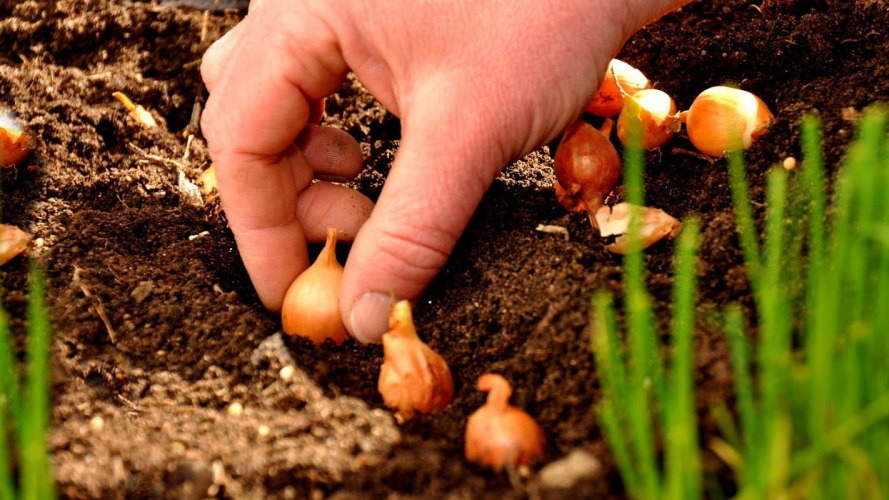 Як виростити велику цибулю: простий спосіб, яким користувалися наші бабусі