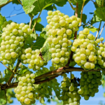 Чим підживити виноград навесні: отримаєте гігантський урожай