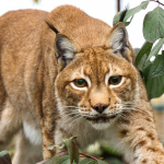 Луцький зоопарк випустив календар зі світлинами тварин на 2026 рік