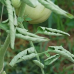 Скручується листя на помідорах: що робити
