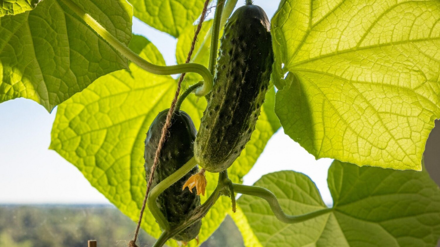 Збиратимете відрами: які сорти огірків посіяти у 2026 році