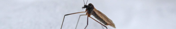 На Волині виявили зимових комарів, які не харчуються кров'ю