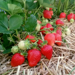 підживлення полуниці