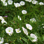 Як навесні знищити берізку польову на городі: найкращі способи і дієві гербіциди