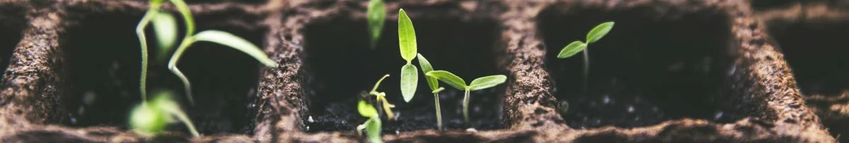 Як стимулювати ріст розсади без хімії? Прості природні лайфхаки