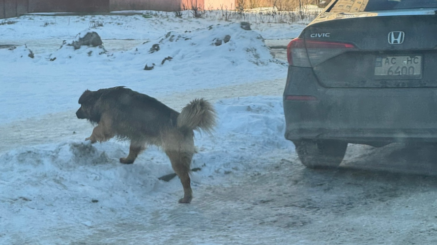 У Луцьку зграя собак покусала дитину, - соцмережі