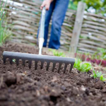 Місячний посівний календар на травень 2026: що не можна і можна садити в останній місяць весни