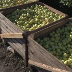 У яблуневому саду біля Луцька збирають врожай: за скільки продають фрукти