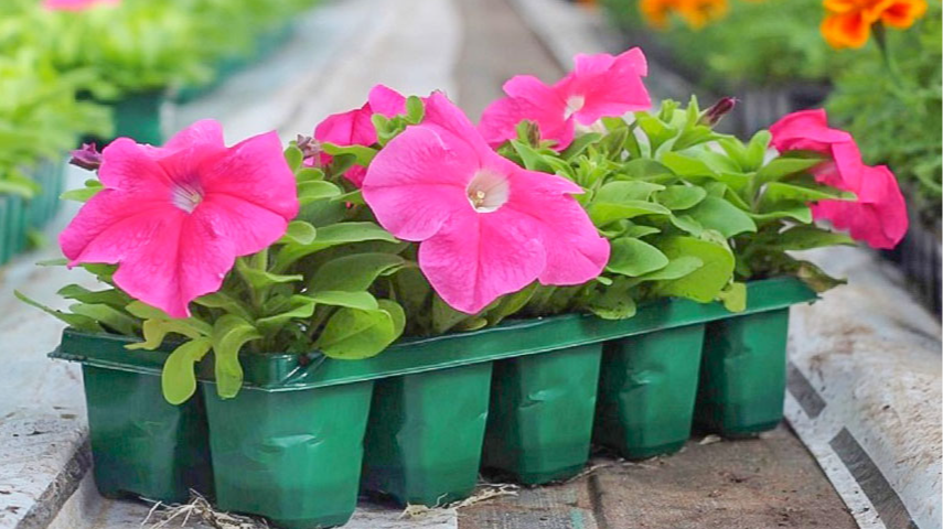 Навіщо сіяти петунію в грудні: досвід садівниці, який дає більше квітів навесні