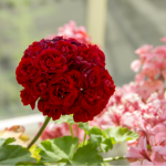 Калачики будуть квітнути взимку: чим підживити пеларгонію, щоб вазон випустив нові бутони