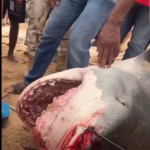 В Єгипті акула з'їла російського туриста. Відео