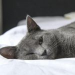 Чому кішка будить вас о п’ятій ранку і як відучити її від цього раз і назавжди