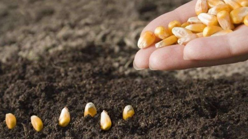 Щоб качани були великими: коли садити кукурудзу у 2026 році