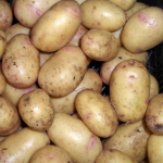 Які сорти картоплі не можна садити в Україні: оминайте їх