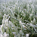 весняні заморозки, підживлення, город