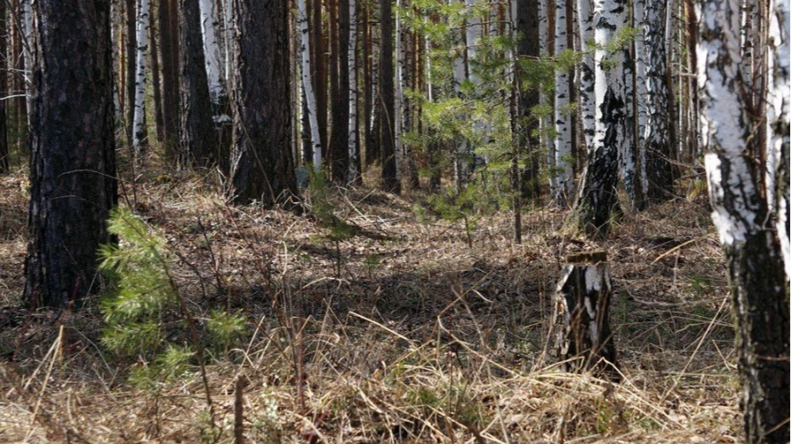 У лісі на Волині діти знайшли тіло чоловіка