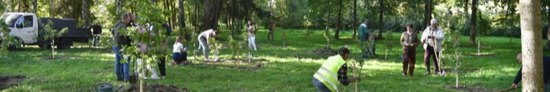 У Луцьку висадили дубовий гай Незалежності в парку Лесі Українки