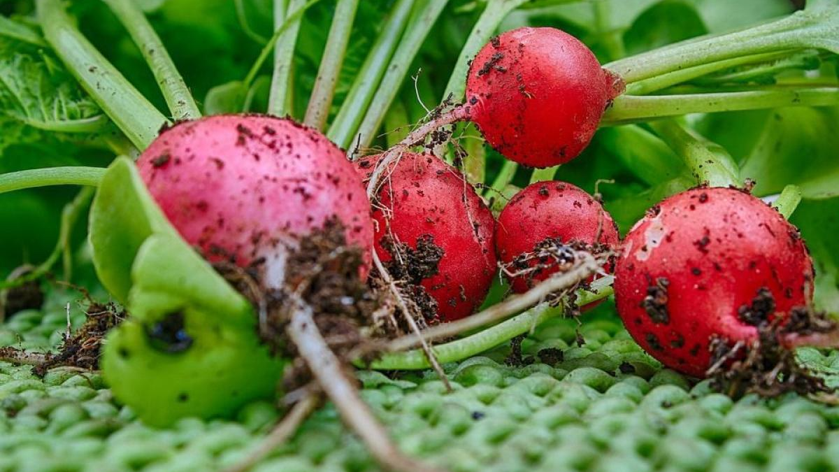 Вирощування редиски на підвіконні