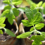 Чому розсада виглядає здоровою, але дає слабкий урожай — помилка, яку роблять ще взимку