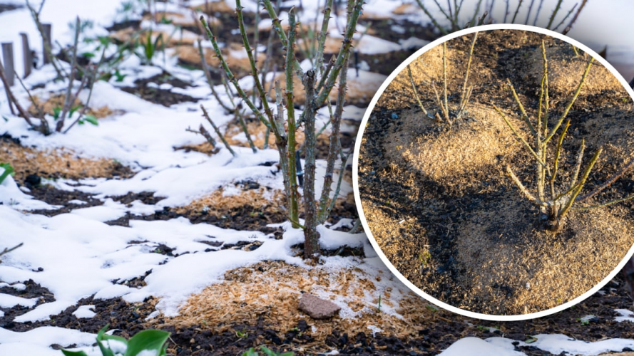 чи потрібно поливати сад взимку