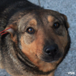 У Луцьку на дорослих та дітей знову нападають зграї собак: що відомо та як діяти