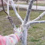 Жоден шкідник не наблизиться: чим і коли найкраще білити дерева