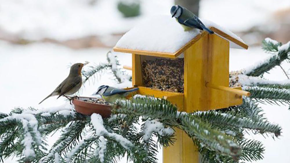 Сад і город узимку не сплять: що обов’язково варто зробити в січні
