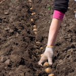 посадка картоплі